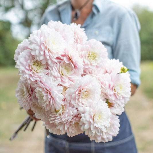 Silver Years Dahlia Tuber (1 tuber)