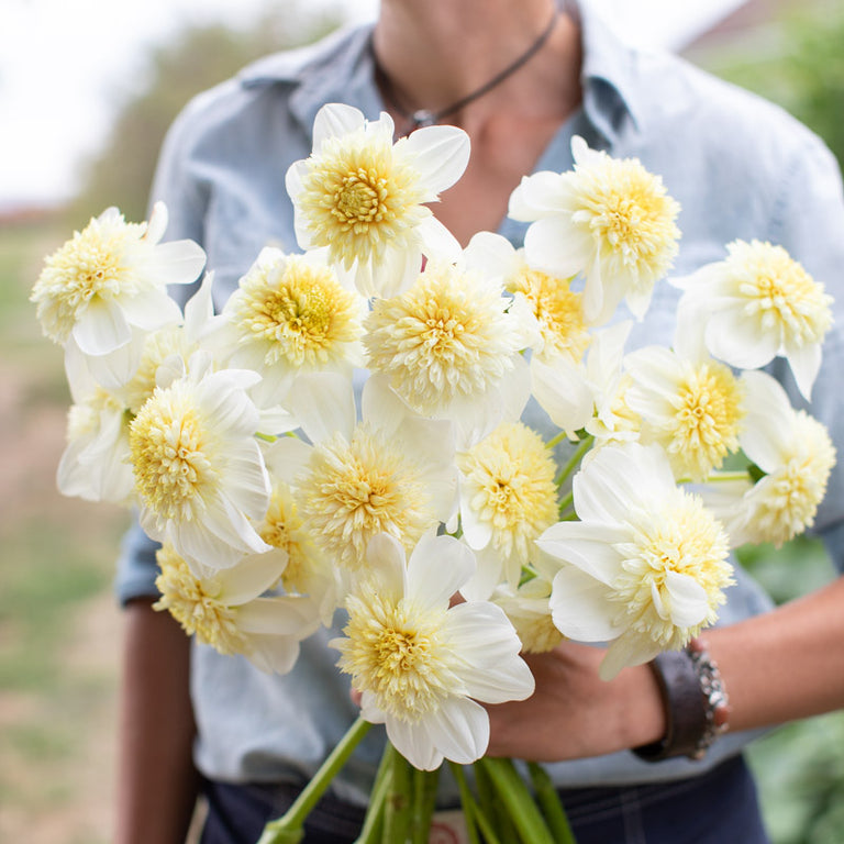 Platinum Blonde Dahlia Tuber (1 tuber)