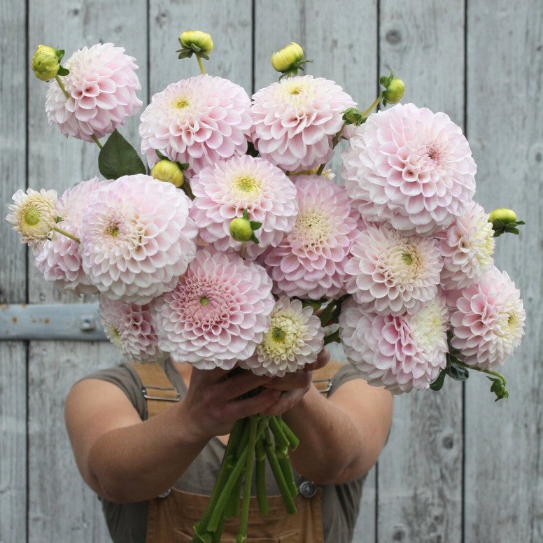 Pink Pearl Dahlia Tuber (1 tuber)