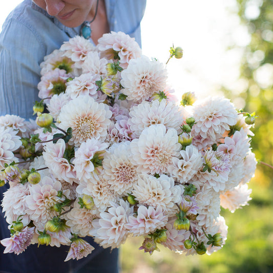 Sweet Nathalie Dahlia Tuber ( 1 tuber)