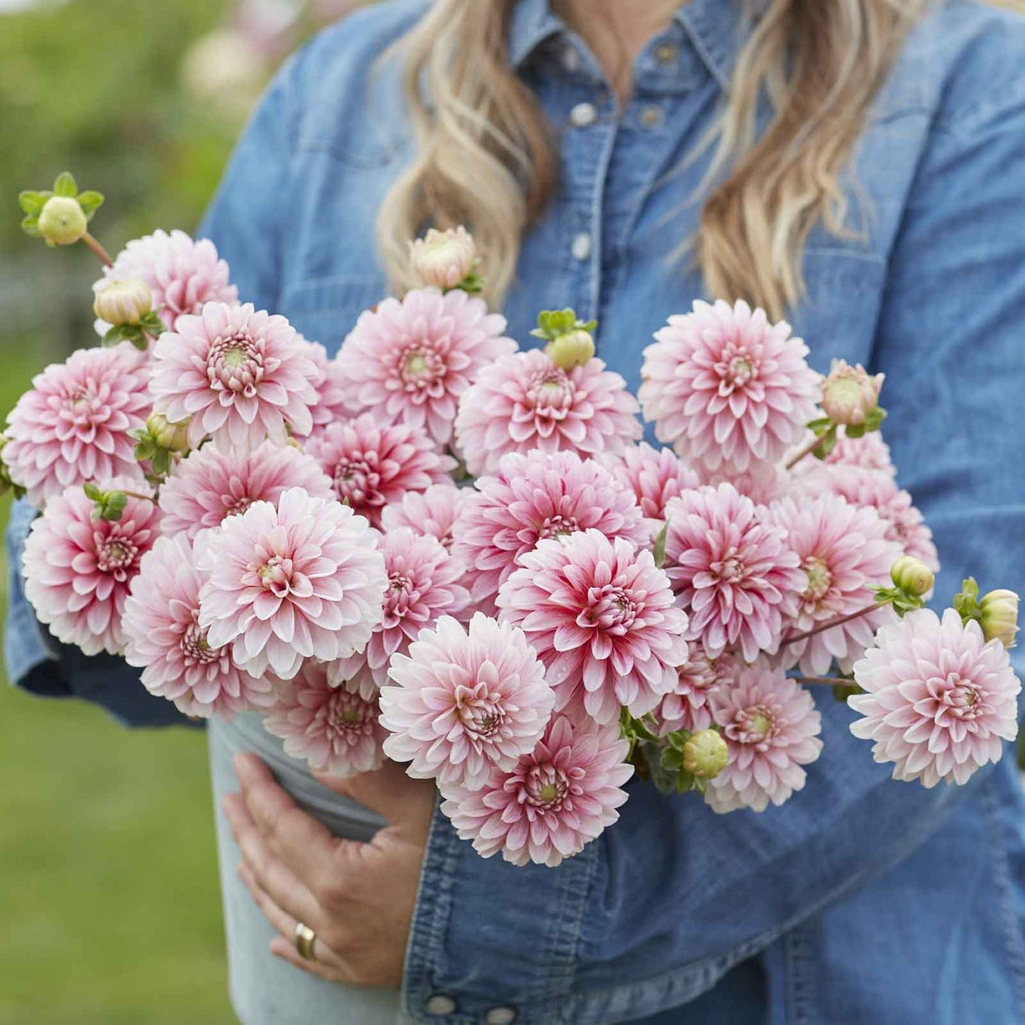 Strawberry Cream Dahlia Tuber (1 tuber)