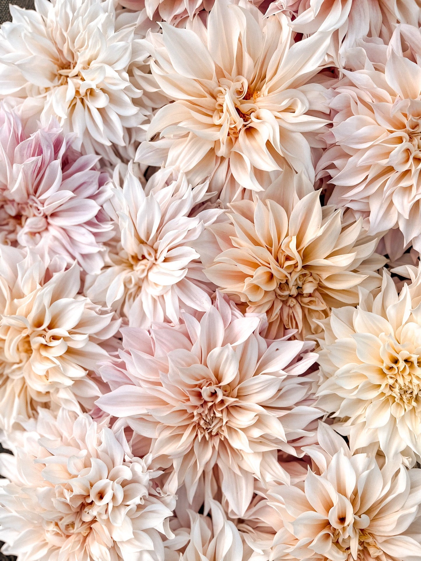 Cafe Au Lait Dahlia Tuber ( 1 tuber )