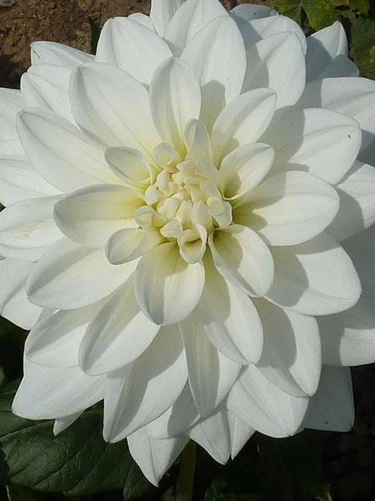 Eternal Snow Dahlia Tuber ( 1 Tuber)