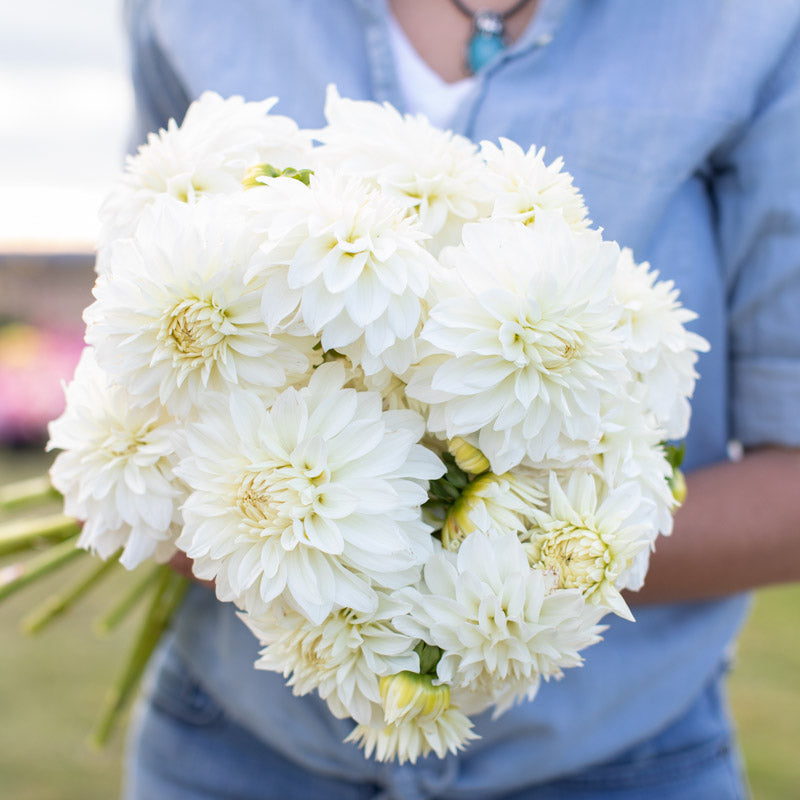 Centercourt Dahlia Tuber (1 tuber)